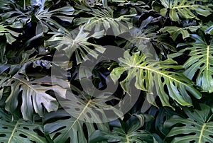 Tropical jungle foliage, dark green leaf nature background