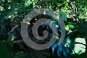 Tropical jungle foliage, dark green leaf nature background