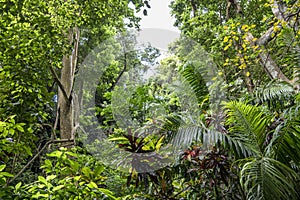 Tropical jungle forest in Barbados