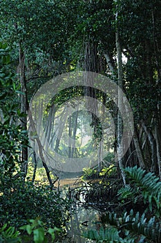 Tropical jungle forest clearing photo