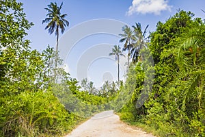 Tropical jungle forest with walking path and palm trees on a clear sunny day