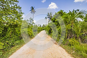 Tropical jungle forest with walking path and palm trees on a clear sunny day