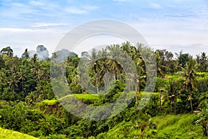 Tropical jungle on the island of Bali