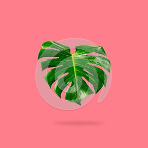 Tropical Jungle Leaf, Monstera leaves falling isolated on pink background with clipping path
