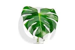 Tropical Jungle Leaf, Tropical leaf Monstera plant in glass on white background