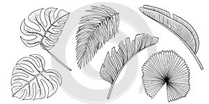 Tropical jungle leaf vector set. Monstera, banana palm leaves. Contour hand drawn illustration isolated on white. Sketch