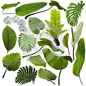 Tropical jungle leaves