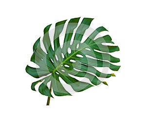 Tropical jungle monstera leaves Isolate on white background