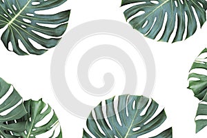 Tropical jungle monstera leaves isolated on white background