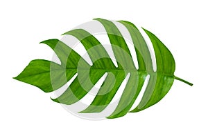 Tropical jungle monstera leaves isolated on a white background