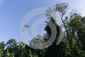 Tropical jungle in morning light and fog