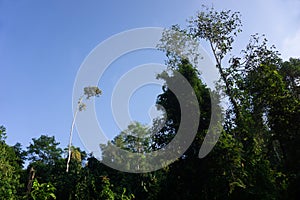 Tropical jungle in morning light and fog