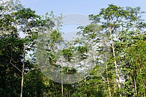 Tropical jungle in morning light and fog