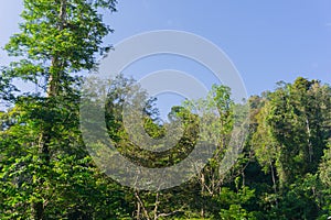 Tropical jungle in morning light and fog