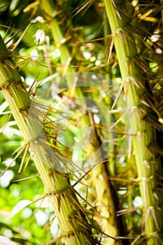 Tropical Jungle Plant Detail Background