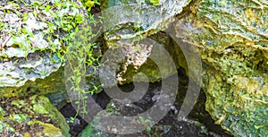 Tropical jungle plants trees rocks stones cave cenote Muyil Mexico