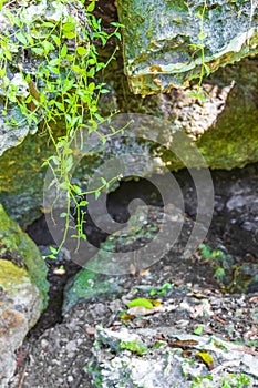 Tropical jungle plants trees rocks stones cave cenote Muyil Mexico