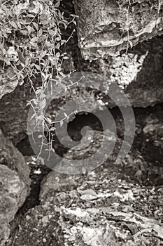 Tropical jungle plants trees rocks stones cave cenote Muyil Mexico