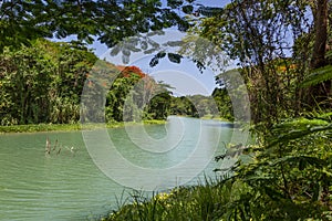 Tropical Jungle and River in Jamaica