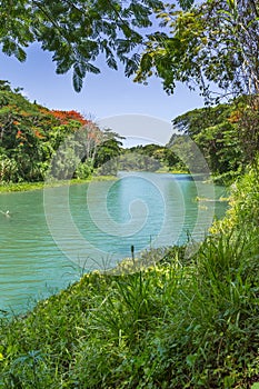 Tropical Jungle and River in Jamaica