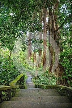 Tropical jungle roots hanging down from the huge tree