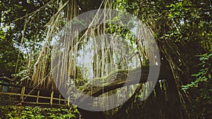 Tropical jungle roots hanging down over the bridge from the huge tree at the Sacred Monkey Forest Sanctuary, Ubud, Bali