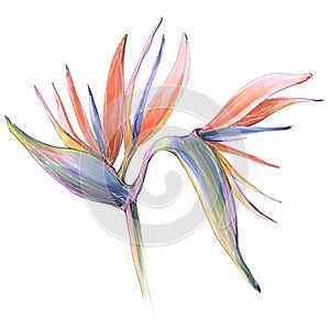 Tropical jungle strelitzia flower of paradise illustration