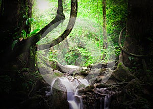 Tropical jungle in Thailand