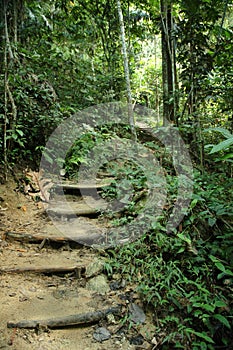 Tropical Jungle Trek Path photo