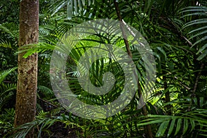 Tropical jungle, Tropical rainforest with different trees