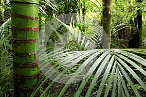 Tropical jungle vegetation photo