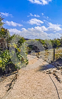 Tropical jungle walking path palm trees Tulum Mayan ruins Mexico