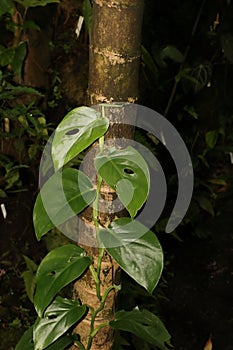 Tropical jungle young liane photo