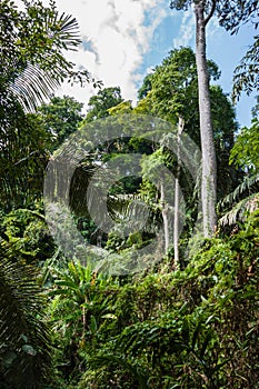 tropical jungles