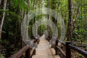 Tropical jungles of Southeast Asia in winter, Thailand