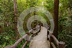 Tropical jungles of Southeast Asia in winter, Thailand