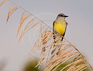 Tropical Kingbird