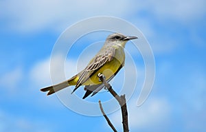 Tropical Kingbird