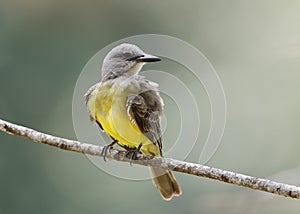 Tropical Kingbird perched on a branch - Gamboa, Panama