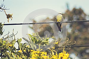 Tropical Kingbird