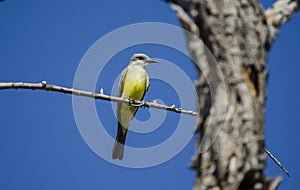 Tropical Kingbird, Sweetwater Wetlands Tucson Arizona, USA