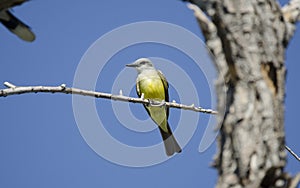 Tropical Kingbird, Sweetwater Wetlands in Tucson Arizona USA