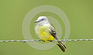 Tropical Kingbird Tyrannus melancholicus