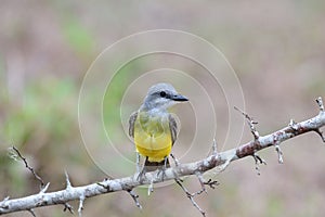 Tropical Kingbird Tyrannus melancholicus