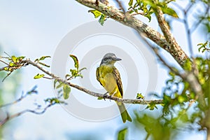 Tropical kingbird (Tyrannus melancholicus), Cesar department. Wildlife and birdwatching in Colombia. photo