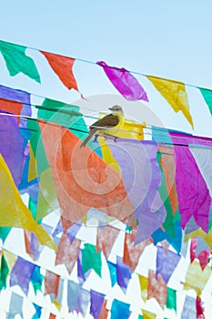 Tropical kingbird Tyrannus melancholicus on flags used for decoration at the June Festivals aka festas de Sao Joao