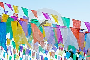 Tropical kingbird Tyrannus melancholicus on flags used for decoration at the June Festivals aka festas de Sao Joao