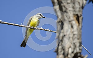 Tropical Kingbird, Sweetwater Wetlands in Tucson Arizona USA