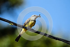 Tropical Kingbird (Tyrannus melancholicus) Panama