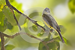 Tropical Kingbird, Tyrannus melancholicus, perched on branch photo